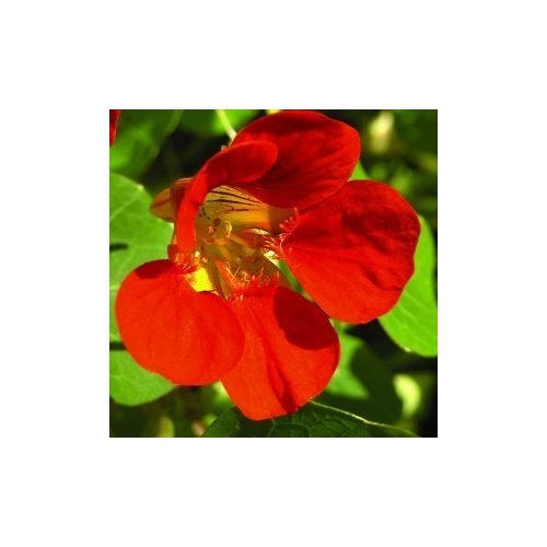 Kerti sarkantyúka (Tropaeolum majus – Nasturtium) Bailey virágeszencia 10ml.