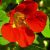 Kerti sarkantyúka (Tropaeolum majus – Nasturtium) Bailey virágeszencia 10ml.