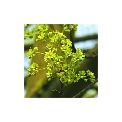 Korai juhar (Acer platinoides – Norway Maple) Bailey virágeszencia 10ml.