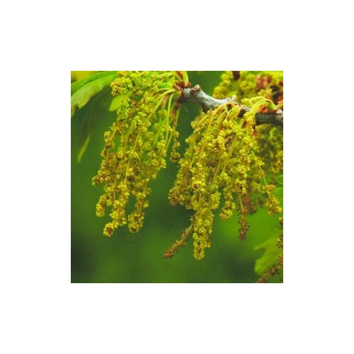Tölgyfa (Quercus robur – Oak) Bailey virágeszencia 10ml.