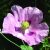 Kerti mák (Papaver somniferum – Oriental Poppy) Bailey virágeszencia 10ml.