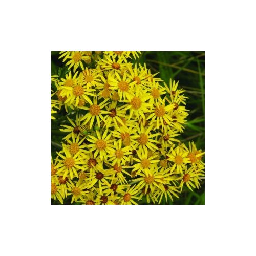 Aggófű (Senecio jacobaea -  Ragwort) Bailey virágeszencia 10ml.