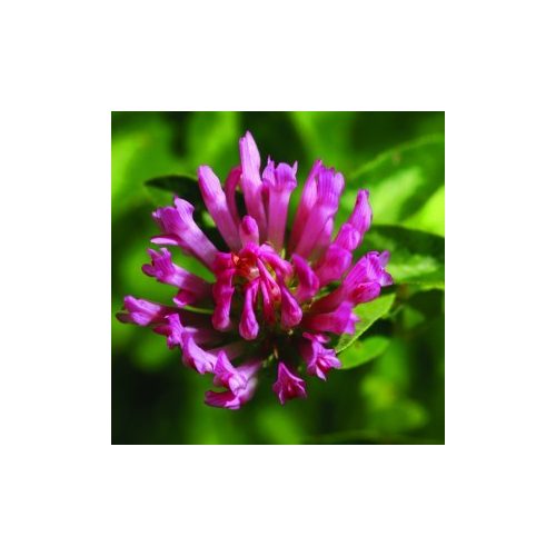 Réti here (Trifolium pratense – Red Clover) Bailey virágeszencia 10ml.