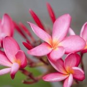   Hawaii rózsa (Frangipani plumeria rubra – Red Frangipani) Bailey virágeszencia 10ml.