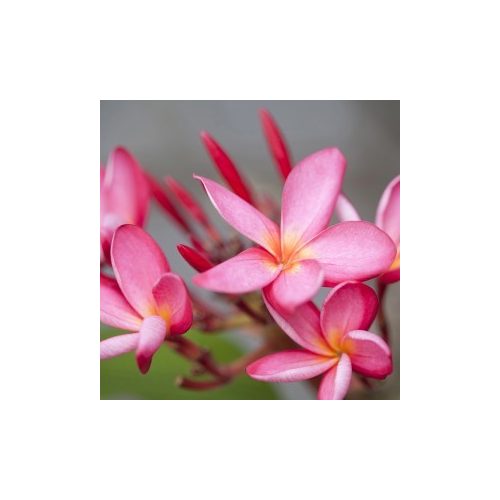 Hawaii rózsa (Frangipani plumeria rubra – Red Frangipani) Bailey virágeszencia 10ml.