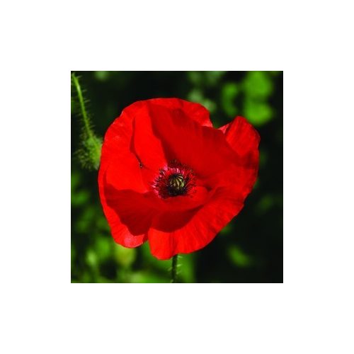 Red Poppy Bailey flower essence 10ml.
