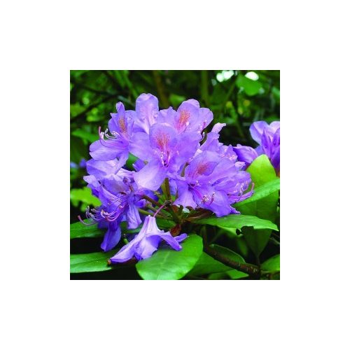 Örmény havasszépe (Rhododendron ponticum – Rhododendron) Bailey virágeszencia 10ml.
