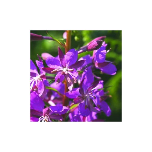 Erdei füzike (Chamaenerion angustifolium - Rosebay Willowherb) Bailey virágeszencia 10ml.