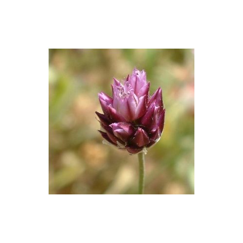 Bunkós hagyma ( Allium sphaerocephalon L. - Round-Headed Leek) Bailey virágeszencia 10ml.