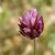 Bunkós hagyma ( Allium sphaerocephalon L. - Round-Headed Leek) Bailey virágeszencia 10ml.