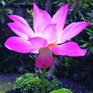 Indiai lótusz (Nelumbo nucifera – Sacred Lotus) Bailey virágeszencia 10ml.