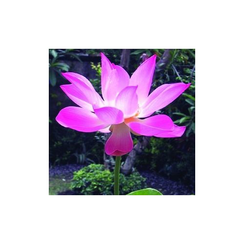 Indiai lótusz (Nelumbo nucifera – Sacred Lotus) Bailey virágeszencia 10ml.