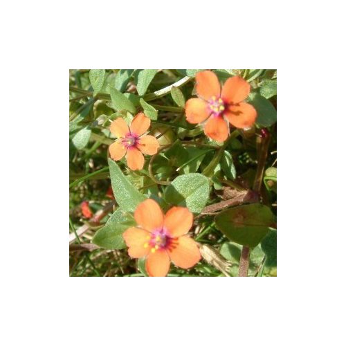 Mezei tikszem (Anagallis arvensis - Scarlet Pimpernel) Bailey virágeszencia 10ml.