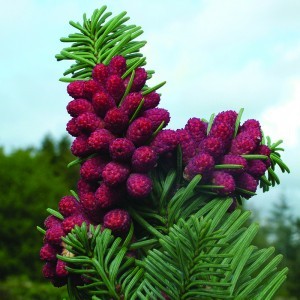 Szerb lucfenyő (Picea omorica - Siberian Spruce) Bailey virágeszencia 10ml.