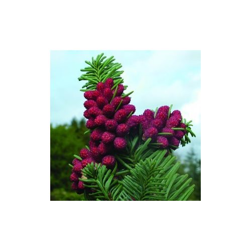 Siberian Spruce Bailey flower essence 10ml.
