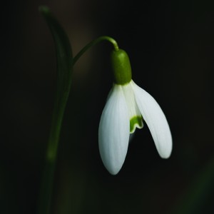 Hóvirág (Galanthus nivalis – Single Snowdrop) Bailey virágeszencia 10ml.