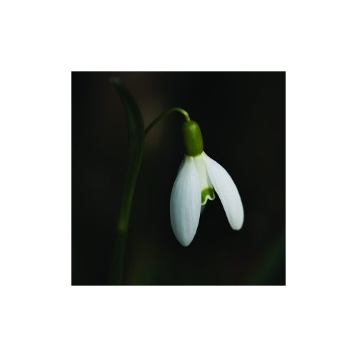 Hóvirág (Galanthus nivalis – Single Snowdrop) Bailey virágeszencia 10ml.
