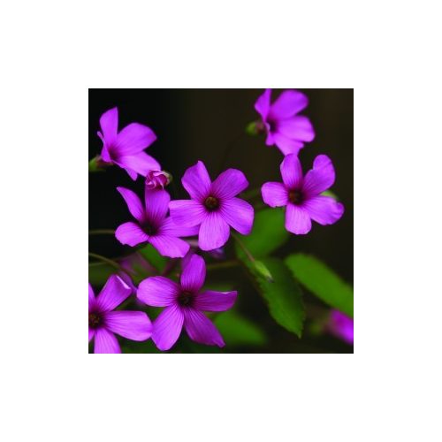Gyepes szappanfű (Saponaria ocymoides – Soapwort) Bailey virágeszencia 10ml.