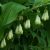 Fürtös salamonpecsét (Polygonatum multiflorum - Solomon’s Seal) Bailey virágeszencia 10ml.