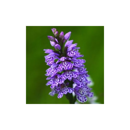 Spotted Orchid Bailey flower essence 10ml.