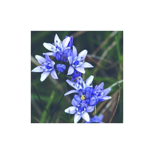 Spring Squill Bailey flower essence 10ml.