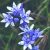 Tavaszi csillagvirág (Scilla verna - Spring Squill) Bailey virágeszencia 10ml.