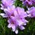 Tengerparti Pázsitszegfű (Armeria maritima – Thrift) Bailey virágeszencia 10ml.