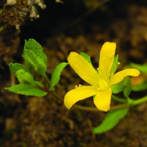 Heverő orbáncfű (Hypericum humifusum - Trailing St John’s Wort) Bailey virágeszencia 10ml.