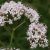 Macskagyökér (Valeriana officinalis – Valerian) Bailey virágeszencia 10ml.