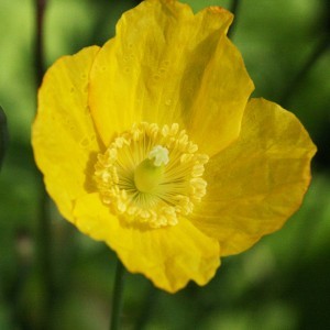 Sárga tibetimák (Meconopsis cambrica – Welsh Poppy) Bailey virágeszencia 10ml.