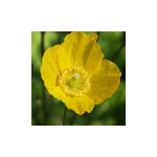 Sárga tibetimák (Meconopsis cambrica – Welsh Poppy) Bailey virágeszencia 10ml.