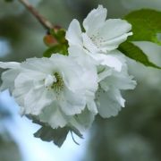   Japáncseresznye (Prunus taihaku – White Cherry) Bailey virágeszencia 10ml.