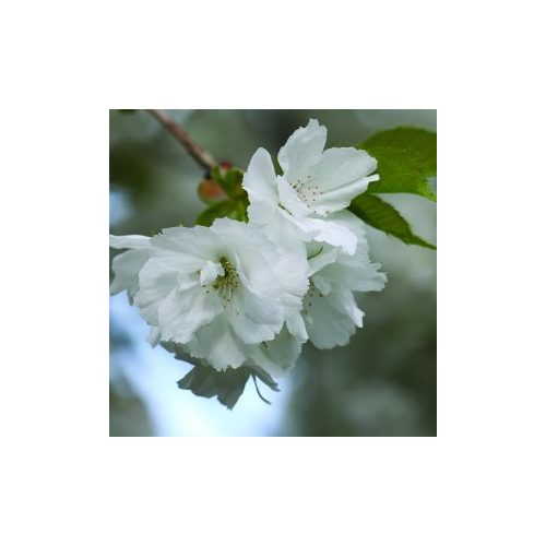 White Cherry Bailey flower essence 10ml.