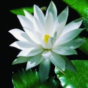   Fehér tündérrózsa (Nymphaea alba – White Lotus) Bailey virágeszencia 10ml.