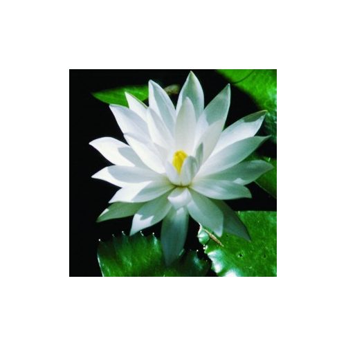 Fehér tündérrózsa (Nymphaea alba – White Lotus) Bailey virágeszencia 10ml.