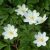 Berki szellőrózsa (Anemone nemorosa - Wood Anemone) Bailey virágeszencia 10ml.