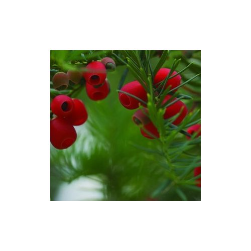 Tiszafa (Taxus baccata – Yew) Bailey virágeszencia 10ml.