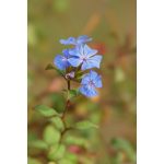 Cerato (5. Kékgyökér) virágeszencia