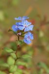 Cerato (5. Kékgyökér) virágeszencia