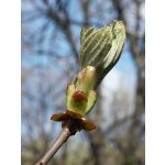 Chestnut Bud (7. Vadgesztenyerügy) virágeszencia