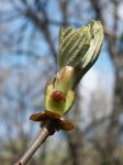 Chestnut Bud (7. Vadgesztenyerügy) virágeszencia