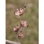 Elm (11. Szilfa) virágeszencia