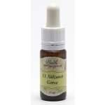 Gorse (13. Sülzanót) virágeszencia