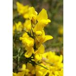 Gorse (13. Sülzanót) virágeszencia