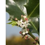 Holly (15. Magyal) virágeszencia