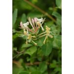 Honeysuckle (16. Jerikói lonc) virágeszencia