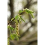 Hornbeam (17. Gyertyán) virágeszencia