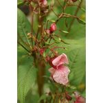 Impatiens (18. Nebáncsvirág) virágeszencia