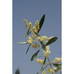 Olive (23. Olajfa) virágeszencia