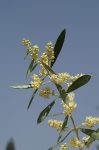 Olive (23. Olajfa) virágeszencia